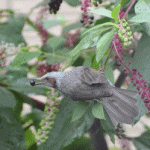 鳥が食べ尽くしました